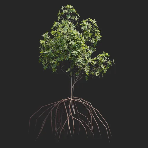 Mangrove Plant + Geometry Nodes + animation