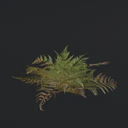 Small Fern a1