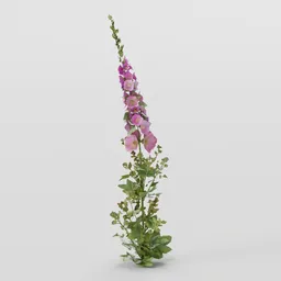 Thin Mallow Plant