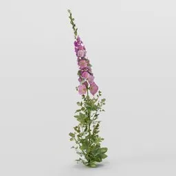 Thin Mallow Plant