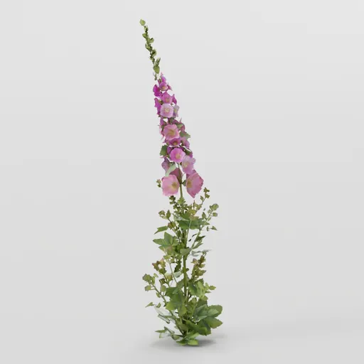 Thin Mallow Plant
