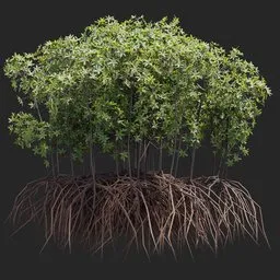 Mangrove Tree + Geometry Nodes + animation