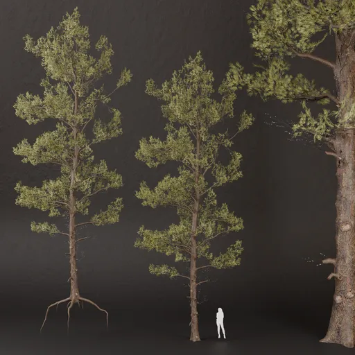SJ-Mystic Pine Wanderer