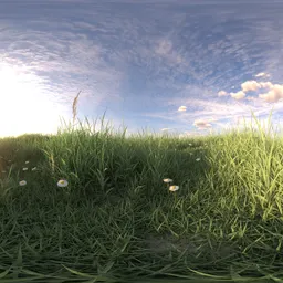 Morning sunshine grass