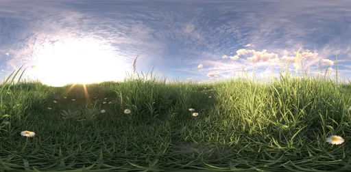 Morning sunshine grass
