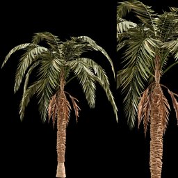 "High detail 3D model of a 10m tall palm tree with 663k polygons, suitable for PBR materials in Blender 3D software. The model features realistic leaves and expert shading, while its comic shading and wind-blown trees add a touch of uniqueness. Perfectly suited for Unreal Engine 5 projects."