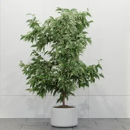 Variegated Indoor Ficus Tree