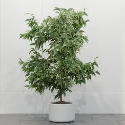 Variegated Indoor Ficus Tree