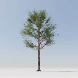 Realistic Blender 3D model of a leafy green tree with a detailed trunk and short roots, suitable for digital landscapes.