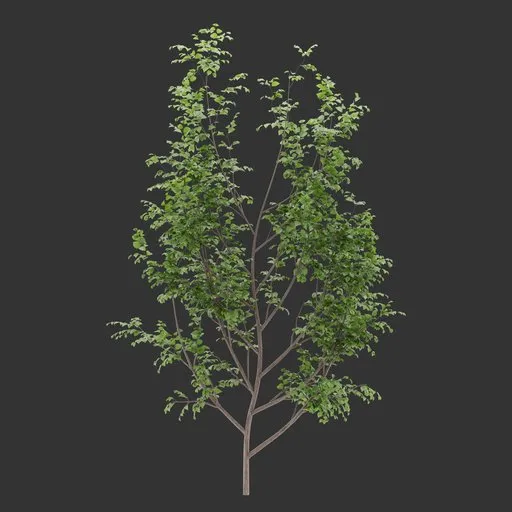 Single Ivy Wall Bush Plant