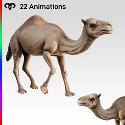 Camel Female Animated