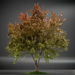 Tree Acer Buergerianum animated