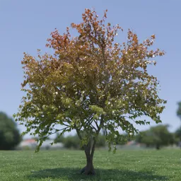 Tree Acer Buergerianum animated