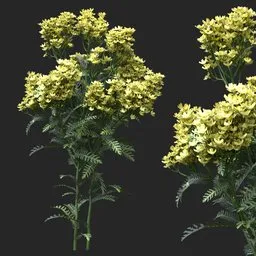 Golden Yellow Clustered Flowering Plant