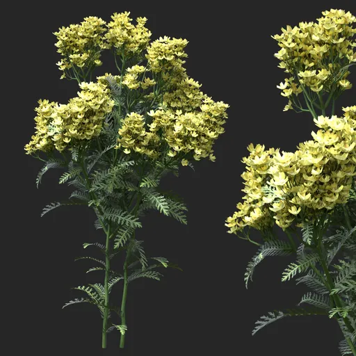 Golden Yellow Clustered Flowering Plant
