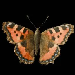 Realistic Butterfly