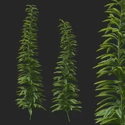 Simple Bush