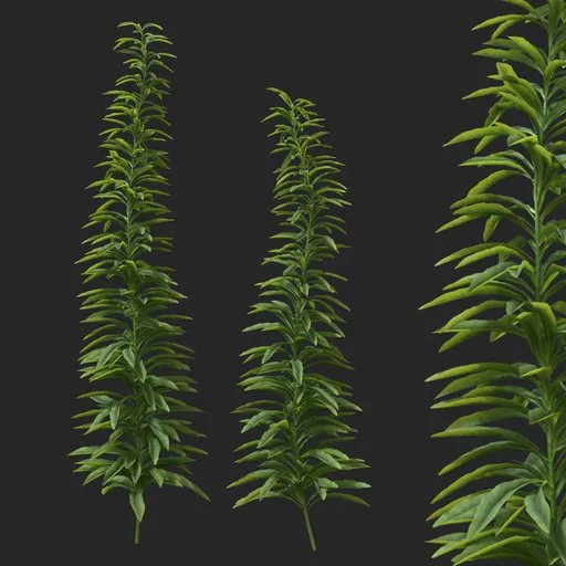 Simple Bush