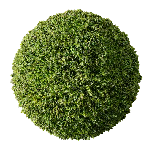 Green Grass Lawn