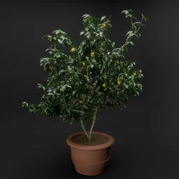 Lemon bush/tree