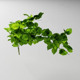 "Artificial tendril Peperomia v1, a realistic 3D model of a nature-inspired indoor plant for Blender 3D. Created using Bagapia's Geometry Nodes addon, this rendered model features detailed atlas tree leaf texture maps and vines. Editable in Blender's edit mode for personalized modifications."