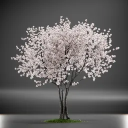 Tree Amelanchier Animated