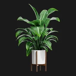 Giant Bird of Paradise in Modern Pot