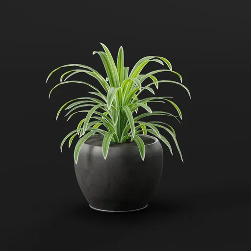 Plant