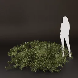 SJ-Low Shadow Garden Bush