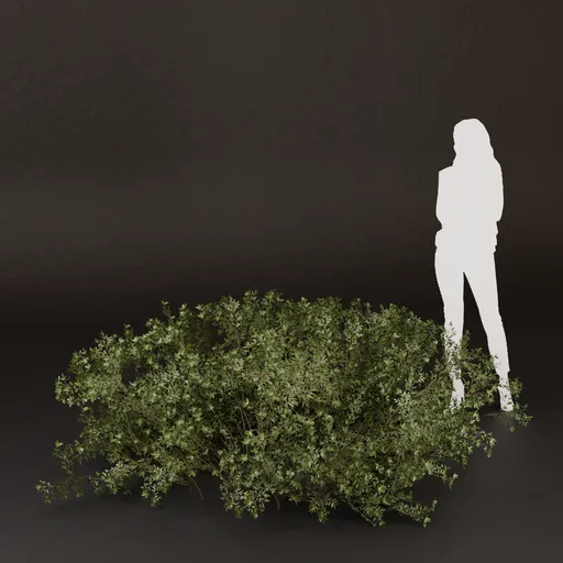 SJ-Low Shadow Garden Bush
