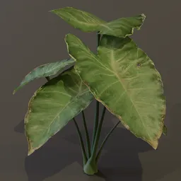 Elephant Ear Taro Plant Small