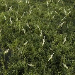 Grass Generic Large Pampas