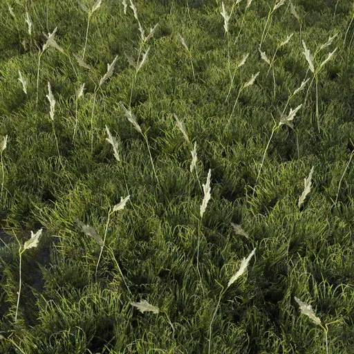 Realistic large pampas grass 3D model optimized for gaming, Blender compatible, texture details visible.