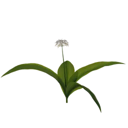 Realistic 3D model of a green plant with detailed petals, suitable for Blender.