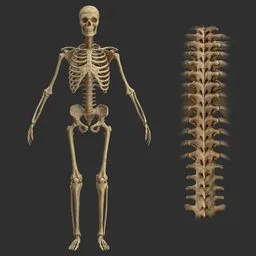 Human Stylized rigged male skeleton