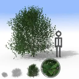 "Mid Green Bush - Large 3D model for Blender 3D: realistic and detailed nature element with separate leaves for landscaping projects."