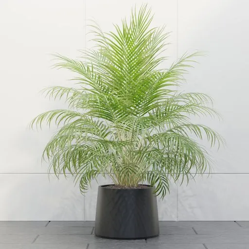 Golden Areca Palm in Pot