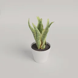 Dracaena trifasciata plant