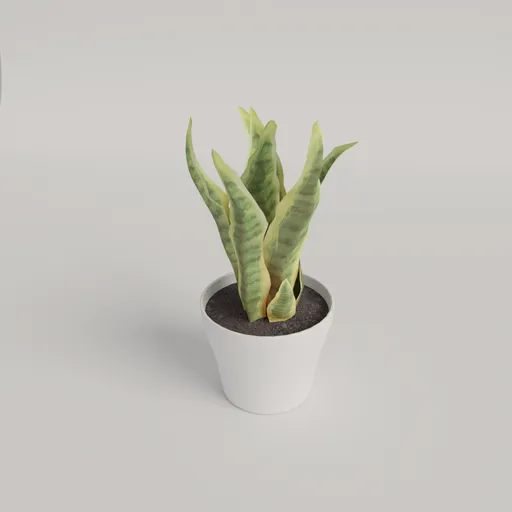 Dracaena trifasciata plant