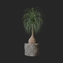Ponytail Palm