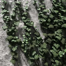Highly detailed ivy leaves on a textured wall created using Blender 3D's IvyGen for realistic foliage modeling.