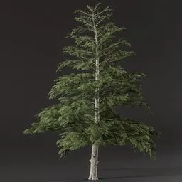 Realistic pine tree 3D model with lush green foliage, textured bark, created in Blender, suitable for cycles rendering.