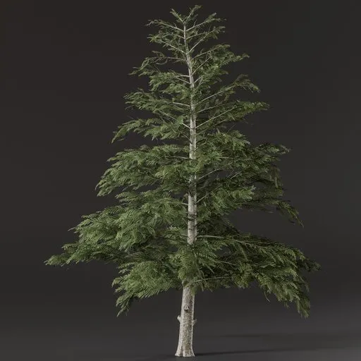 Realistic pine tree 3D model with lush green foliage, textured bark, created in Blender, suitable for cycles rendering.