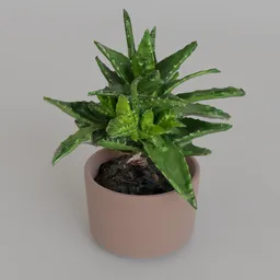 Realistic 3D model of a small succulent in a terracotta pot, ideal for Blender rendering in indoor scenes.