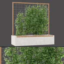 Outdoor Vine Pergola