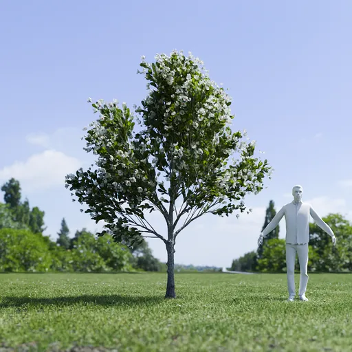 Magnolia Tree