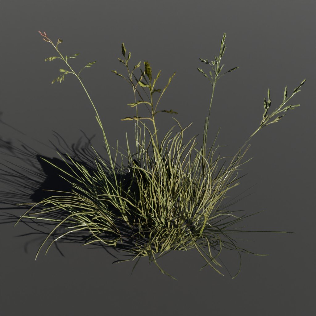 Plant Poa Alpine Large | Outdoor Plants models | BlenderKit