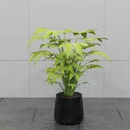 Tropical Fatsia Indoor Plant