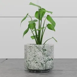 Green Monstera