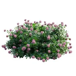 Bigleaf Hydrangeas Garden Gate pink